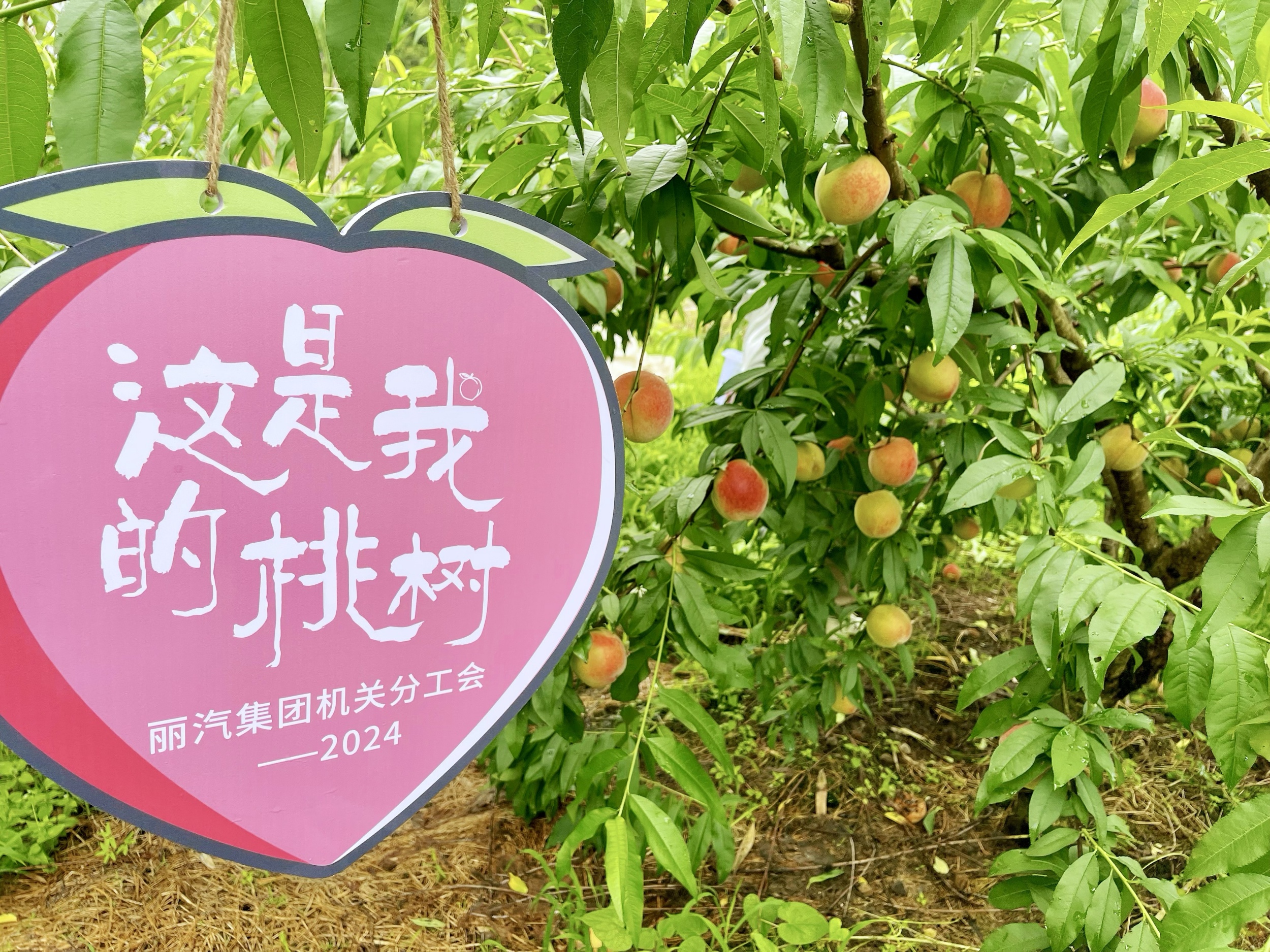 微信圖片_20240611112859.jpg 微信圖片_20240611112859.jpg